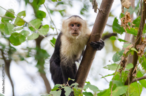 White-headed Capuchin (Cebus capucinus) in Palo Verde National Park, Costa Rica