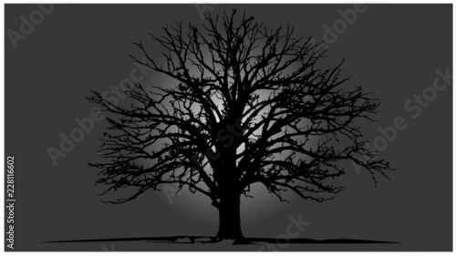 Moonlight Tree Shadow