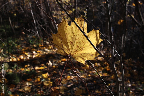 yellow leaf in autumn