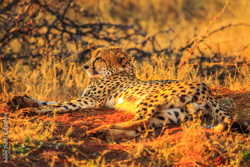 African cheetah species Acinonyx jubatus, family of felids, lying on red desert sand in Madikwe, South Africa. Sunset light.