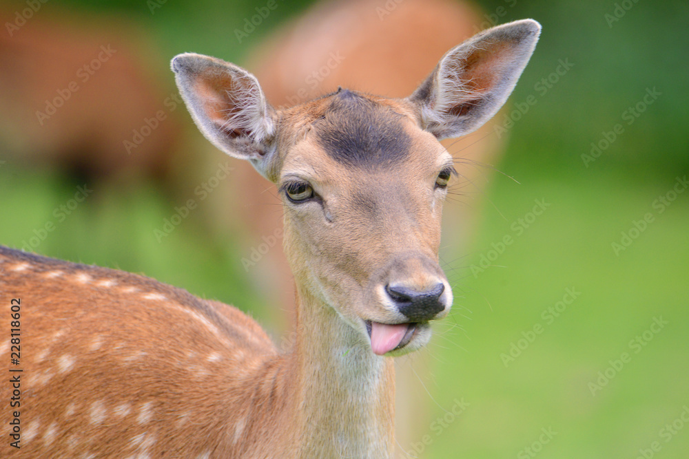 Red deer on a meadow