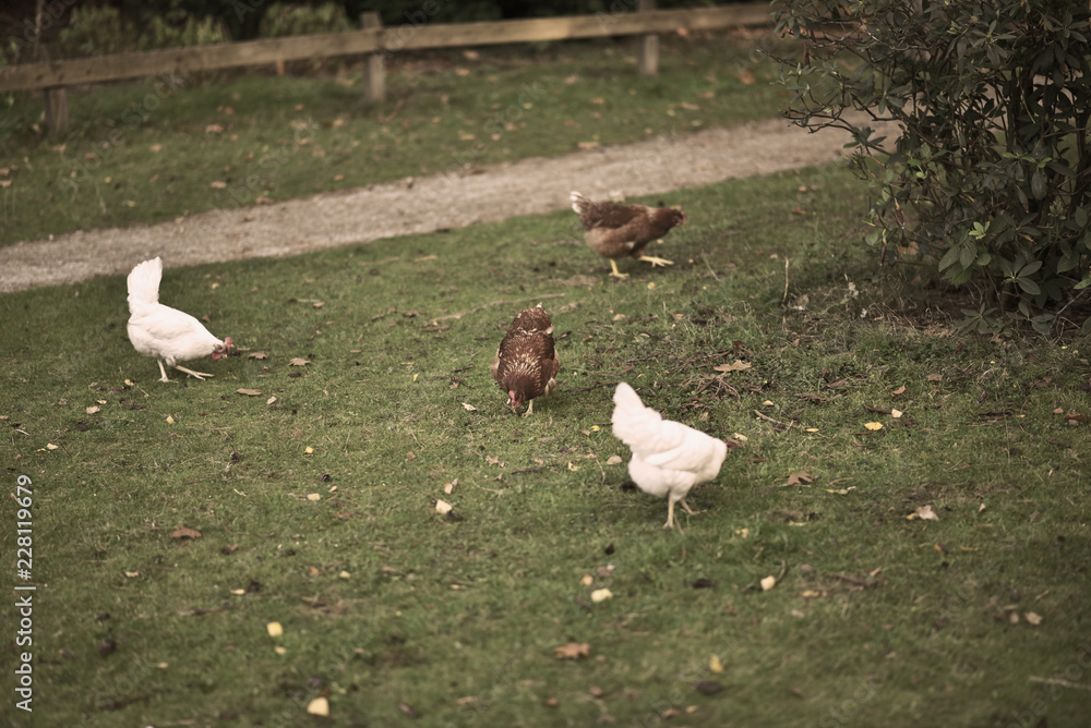 chicken searcing for food in publick park, during autumn season. chicken searcing for food in publick park, during autumn season.