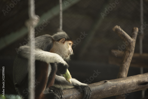 Red-shanked Douc Langur