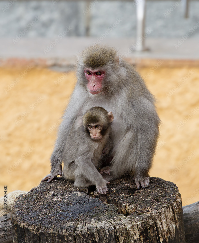 Japanese macaque. Mother with a baby. Japanese macaques live in the northernmost regions of Japan, usually there is snow for four consecutive months. Japanese macaque. Mother with a baby. Japanese macaques live in the northernmost regions of Japan, usually there is snow for four consecutive months.