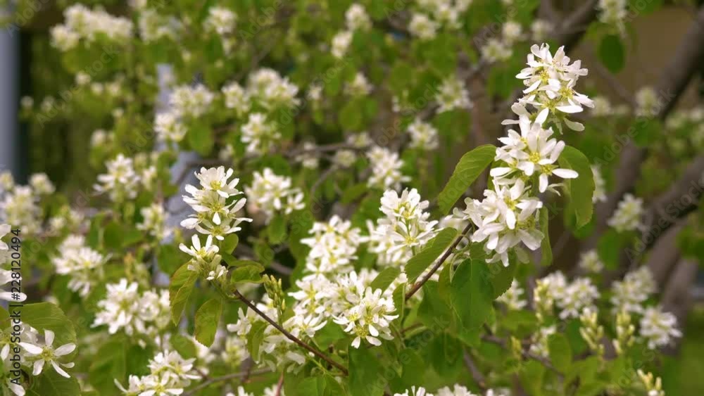 White flowering branches of bird cherry tree in spring garden close up White flowering branches of bird cherry tree in spring garden close up