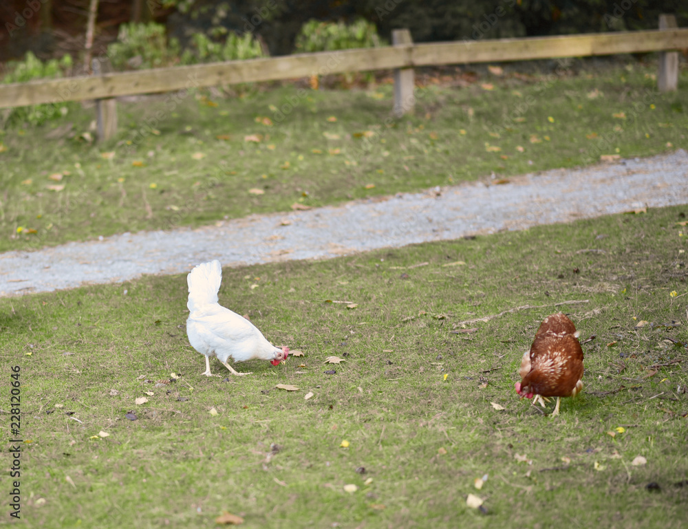 chicken searcing for food in publick park, during autumn season. chicken searcing for food in publick park, during autumn season.
