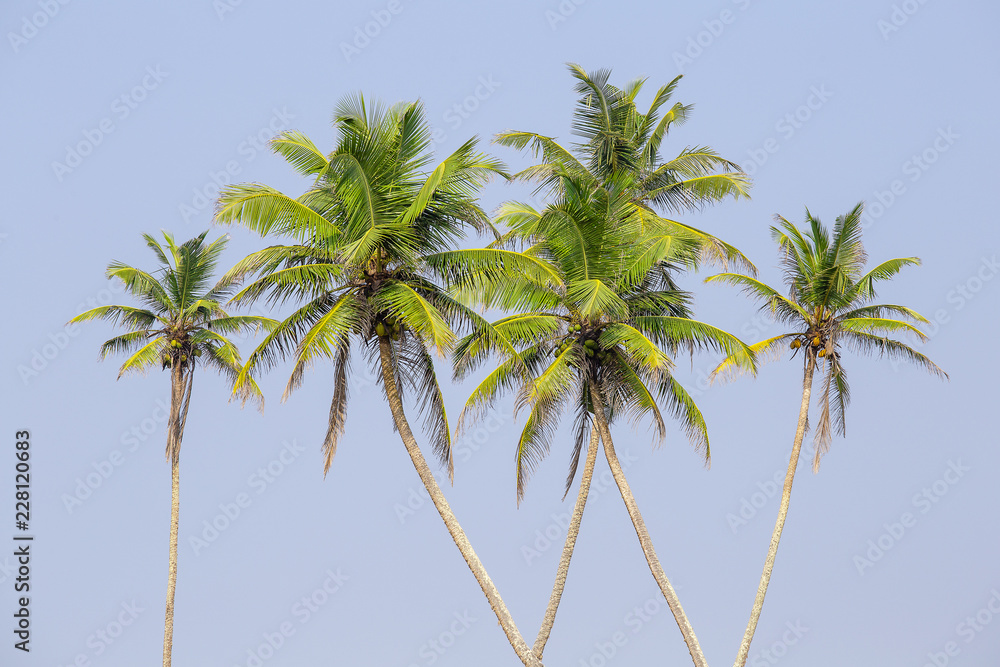 Coconut palm trees on the tropical beach is a bizarre shape against the blue sky