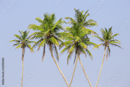 Coconut palm trees on the tropical beach is a bizarre shape against the blue sky