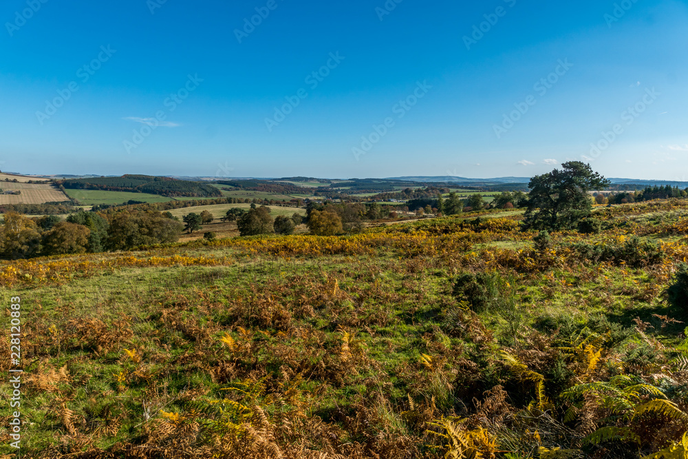 Bracken Field, Aberdeenshire Bracken Field, Aberdeenshire