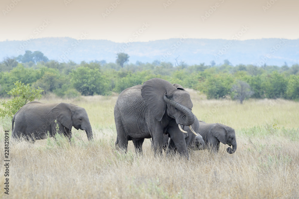 African elephant (Loxodonta africana) herd walking on savanna, smelling for sent, Kruger National Park, South Africa