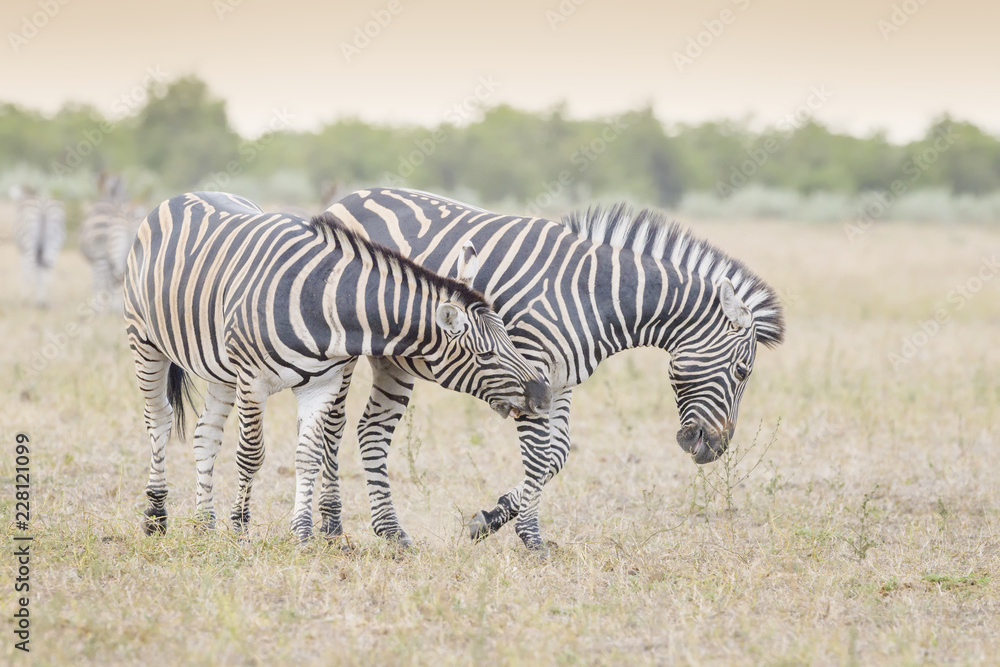 Burchell's zebra or Plains zebra (Equus quagga), quarreling together on savanna, Kruger National Park, South Africa Burchell's zebra or Plains zebra (Equus quagga), quarreling together on savanna, Kruger National Park, South Africa