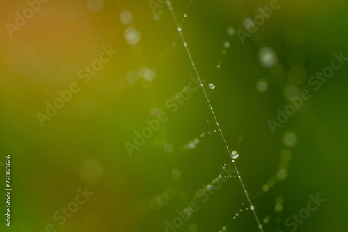 Close up spider web decorated by rain drops with blurred colorful green background