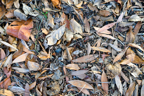 Dried leaves on floor background