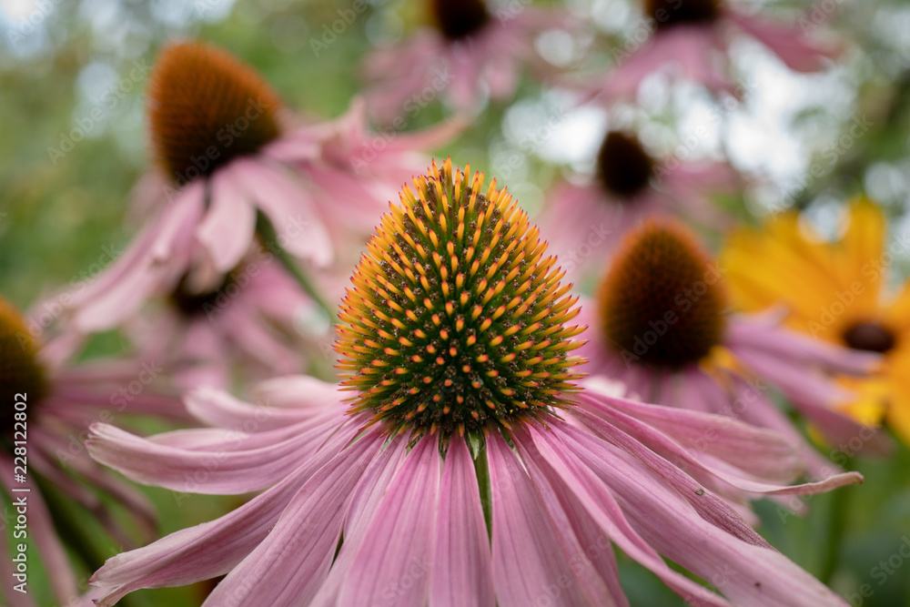 Prickly Flower Prickly Flower