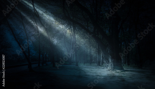 Fototapeta Naklejka Na Ścianę i Meble -  Dark forest, rays of sunlight through the trees, a magical forest