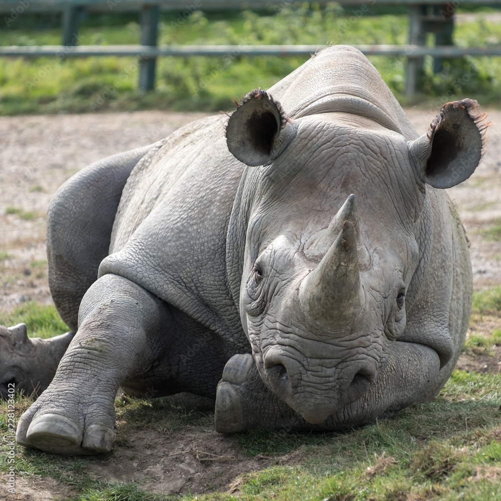 Naklejka premium ast African black rhinoceros looking straight to camera. Photographed at Port Lympne Safai Park near Ashford Kent UK.