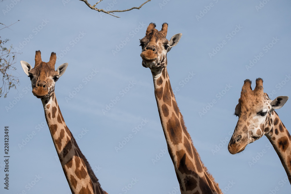 Naklejka premium Head and neck of three giraffes, photographed against clear blue sky at Port Lympne Safari Park near Ashford, Kent, UK