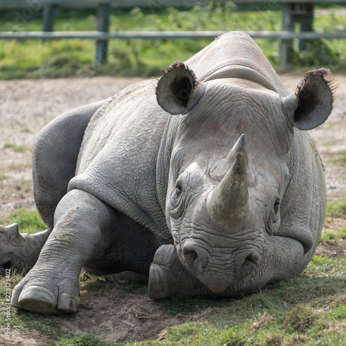 ast African black rhinoceros looking straight to camera. Photographed at Port Lympne Safai Park near Ashford Kent UK. photo