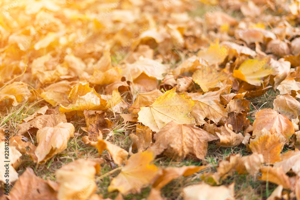 yellow fallen leaves on grass yellow fallen leaves on grass