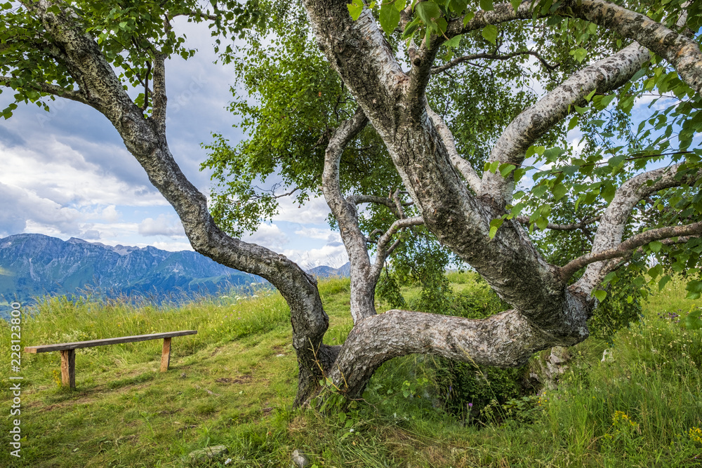 Beautiful alpine park with bench and birch tree