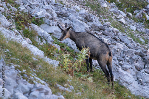 chamois looking for grass in the mountains