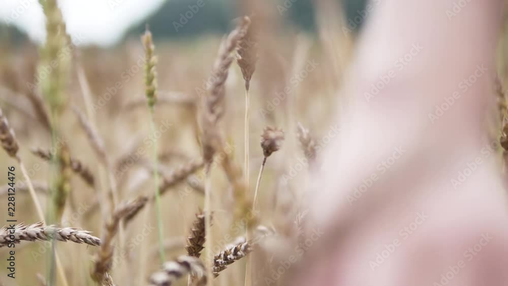 A cute younger girl walks through a golden yellow wheat field touching the husks A cute younger girl walks through a golden yellow wheat field touching the husks