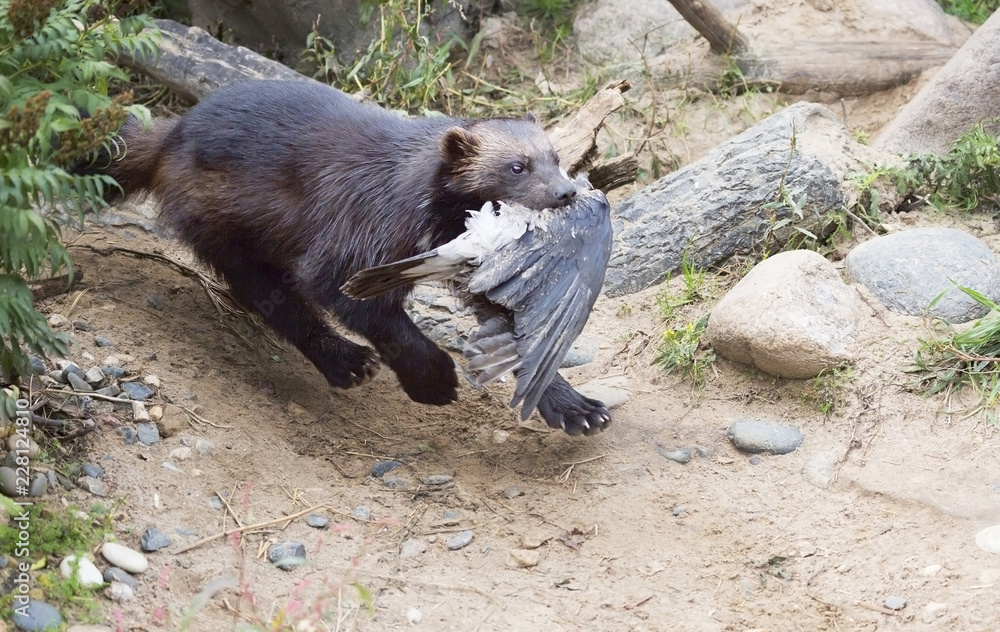 Wolverine caught the bird. Wolverine is the largest representative of the marten family. Wolverines are great at climbing trees. Wolverine is able to kill an animal 5 times more. Stock Photo | Wolverine caught the bird. Wolverine is the largest representative of the marten family. Wolverines are great at climbing trees. Wolverine is able to kill an animal 5 times more. Stock Photo |