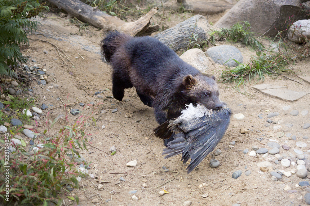 Wolverine caught the bird. Wolverine is the largest representative of the  marten family. Wolverines are great at climbing trees. Wolverine is able to  kill an animal 5 times more. Stock Photo |