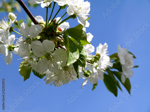 цветущая вишневая ветка на фоне синего неба