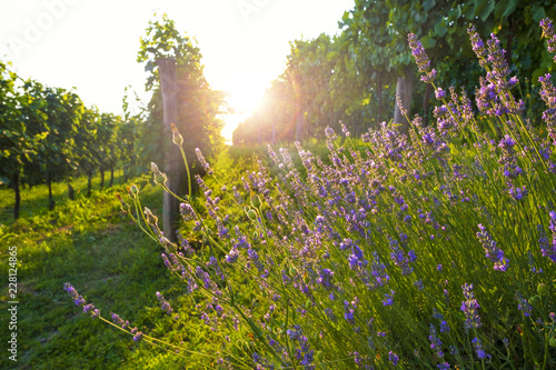 Sunny vineyard and lavender flowers.