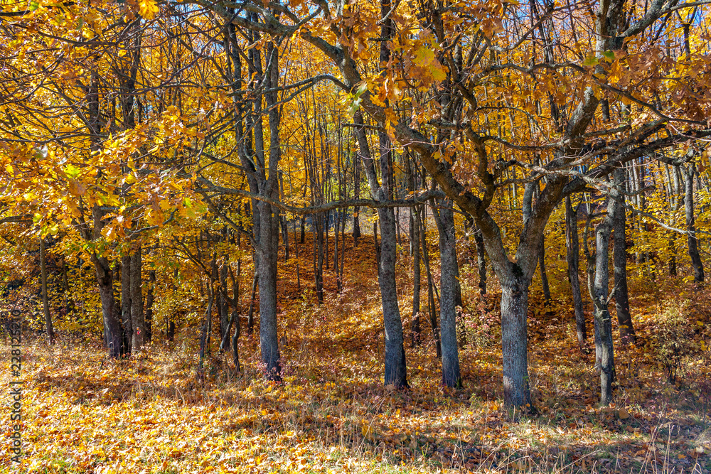 Obraz premium Golden autumn in the forest.