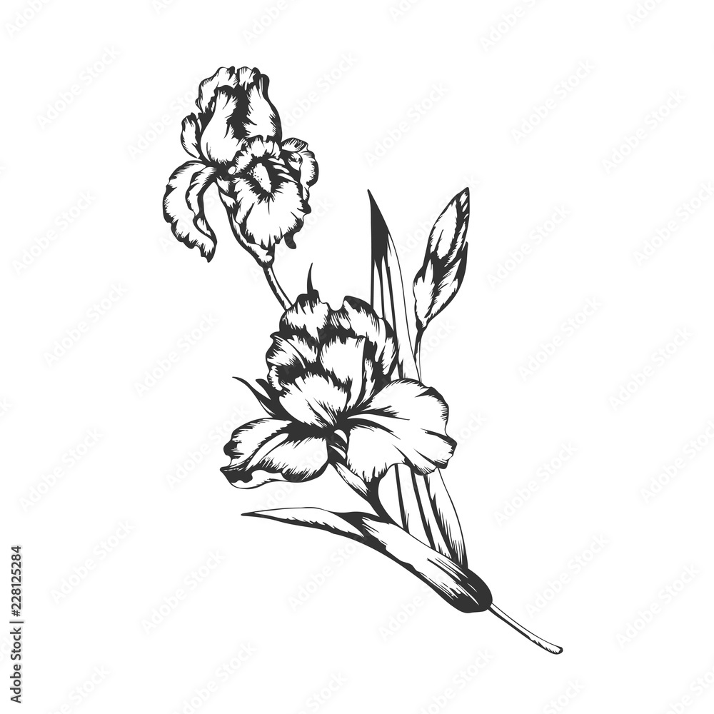 Obraz premium Blossoming irises flowers on white. Vector illustration.