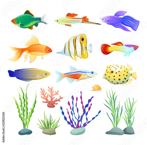 Marine Creatures and Seaweed Illustration on White