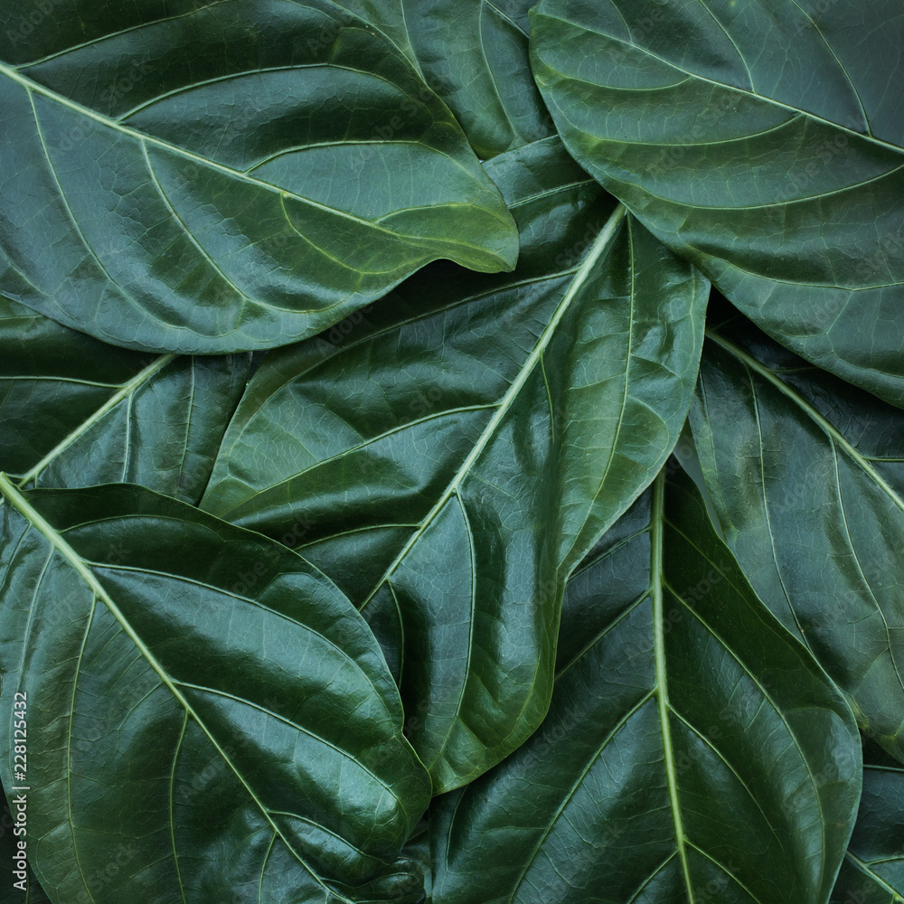 Fototapeta premium Leaf, leaves texture background. nature tropical concept