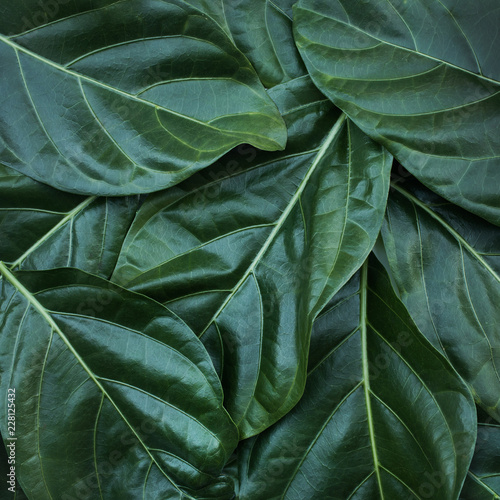 Leaf, leaves texture background. nature tropical concept