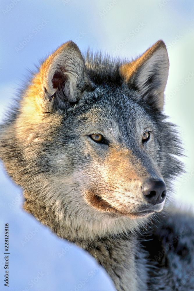 Timber Wolf in winter, watching