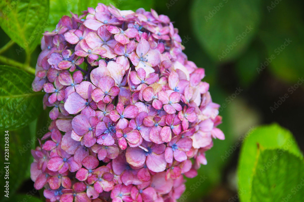 Pink hydrangea with a blue heart: delicate petals in green leaves, bud consists of small inflorescences. Beautiful fragrant flower. Pink hydrangea with a blue heart: delicate petals in green leaves, bud consists of small inflorescences. Beautiful fragrant flower.