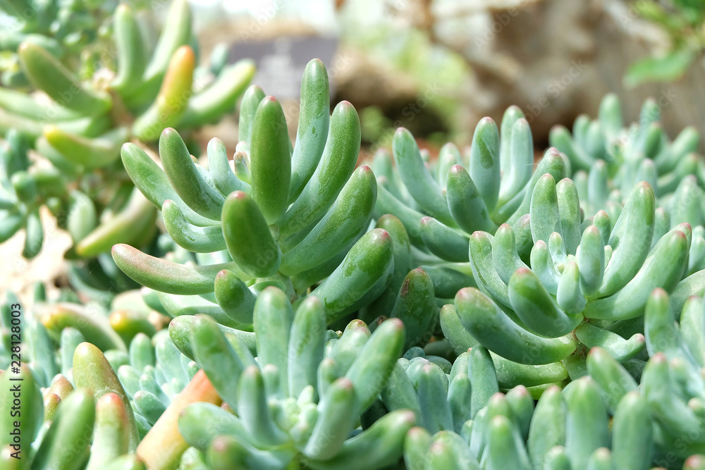 Sedum pachyphyllum the succulent plants in garden Sedum pachyphyllum the succulent plants in garden