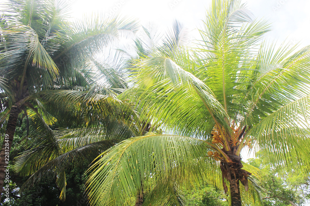 Green and tall palm tree tops Green and tall palm tree tops