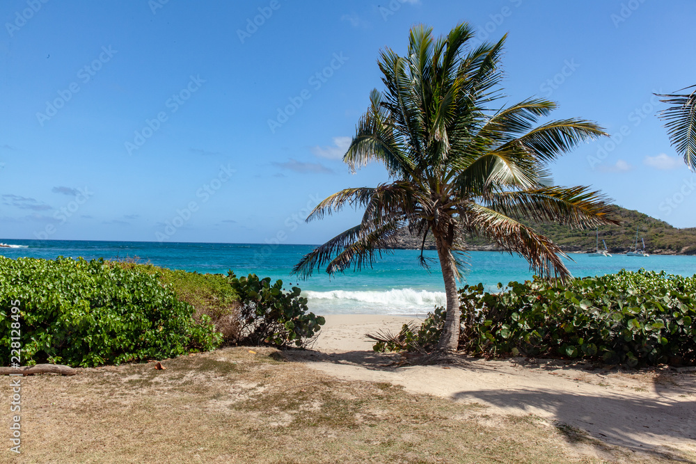 palm tree on the beach