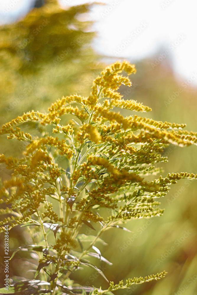 Naklejka premium blooming twig flower goldenrod