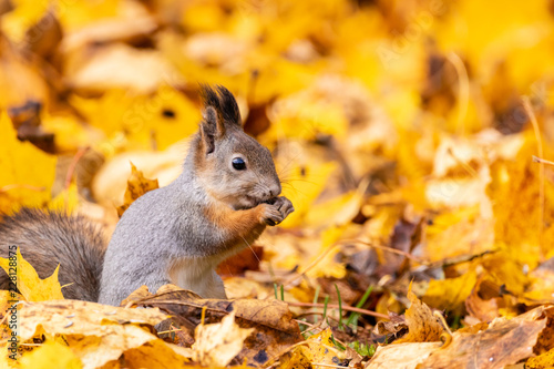 Squirrel and autumn leaves