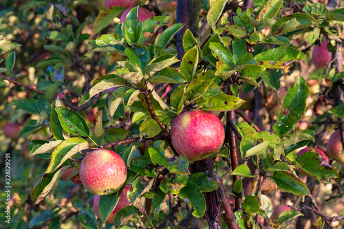 Red small apples, organic, bio, with a worm straight from the orchard