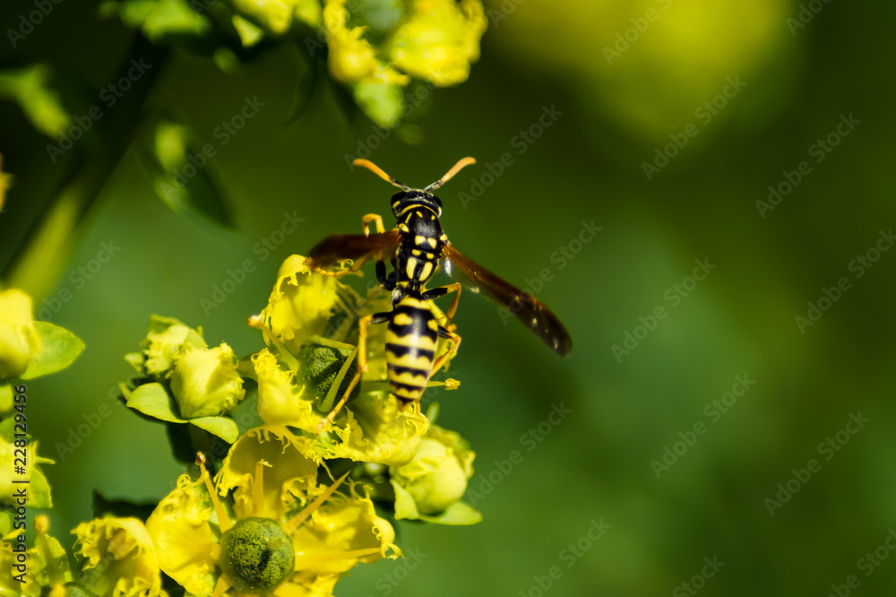 Vespa sui fiori gialli Vespa sui fiori gialli