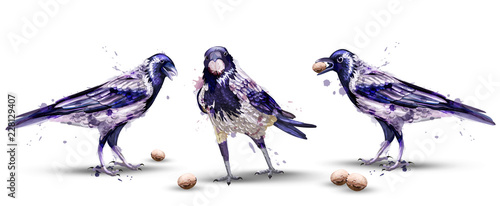 Crows watercolor Vector. Isolated birds on white backgrounds