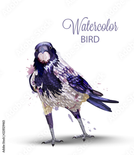 Crow with a nut watercolor Vector. Fall season isolated bird on white backgro...