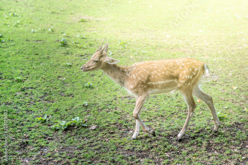 Young fallow deer  dama dama  on a pasture