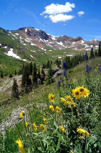 Colorado Wildflowers