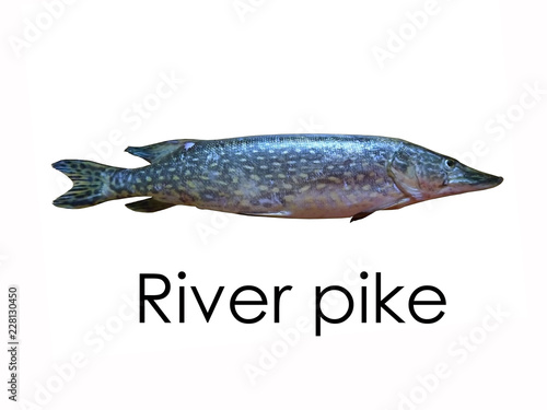 Billede på lærred Живая рыба. Речная щука на белом фоне. Изолированный.