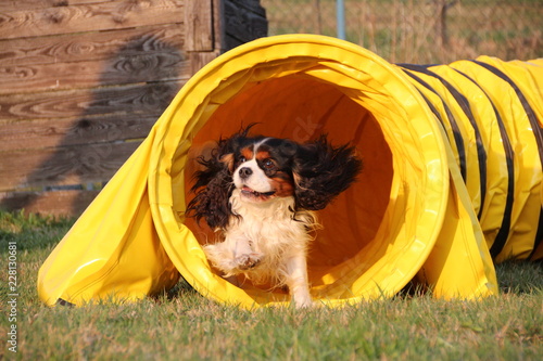 Fotografie Cavalier King Charles Spaniel tricolour Agility Tunnel